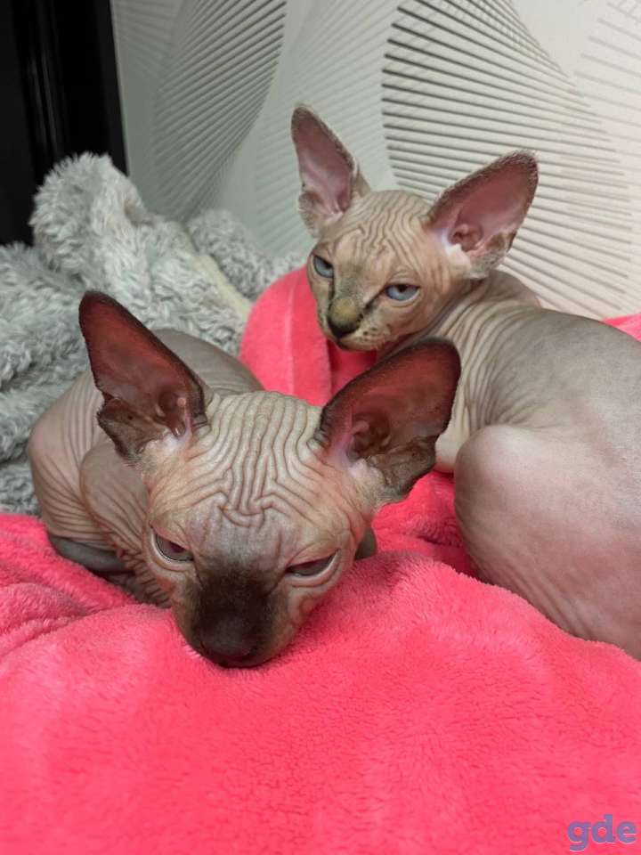 Канадский сфинск котята, фотография 5