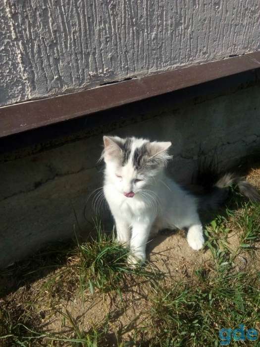 Котята в добрые руки, фотография 5