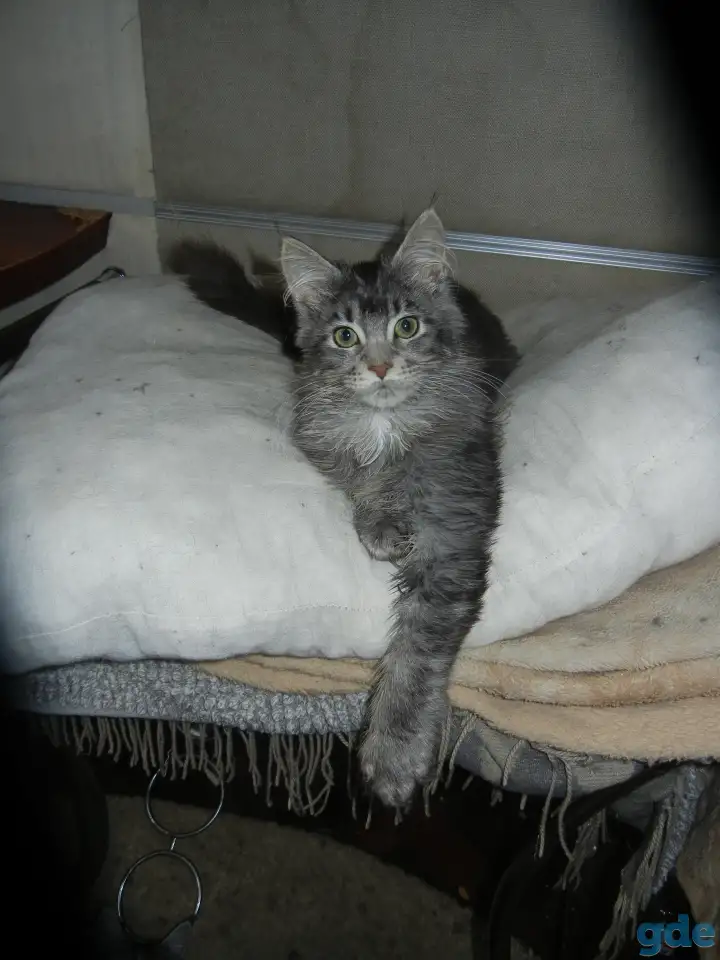 породистые котята мэйнкун, фотография 10