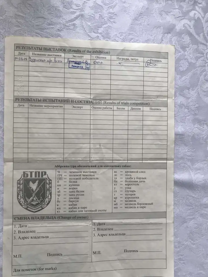 Продажа щенков англо-русской гончей, фотография 7