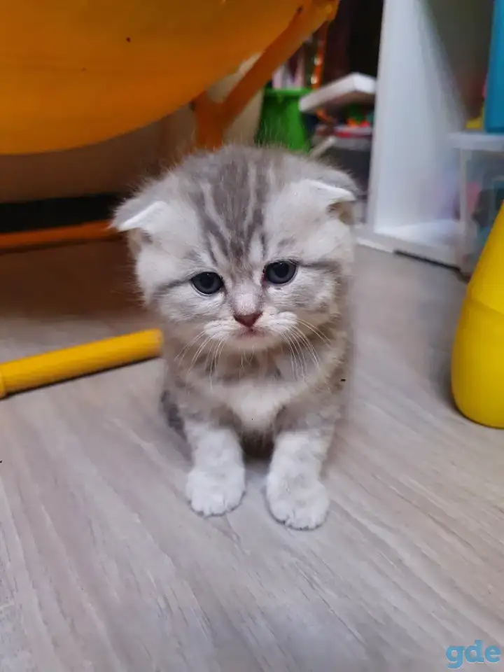 Котята, фотография 13