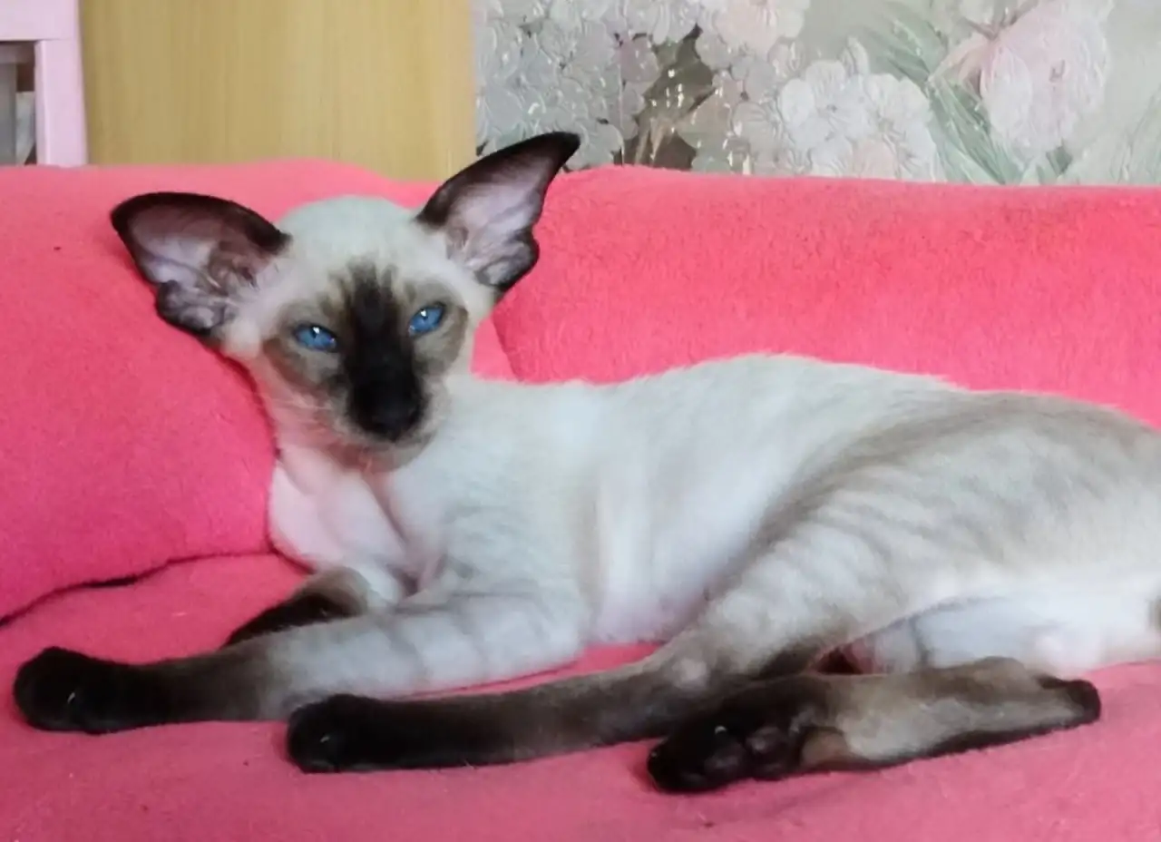Ориентальные котята, фотография 4