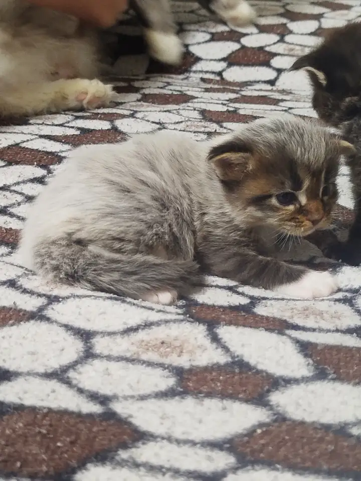 Котята мейн кун, фотография 3
