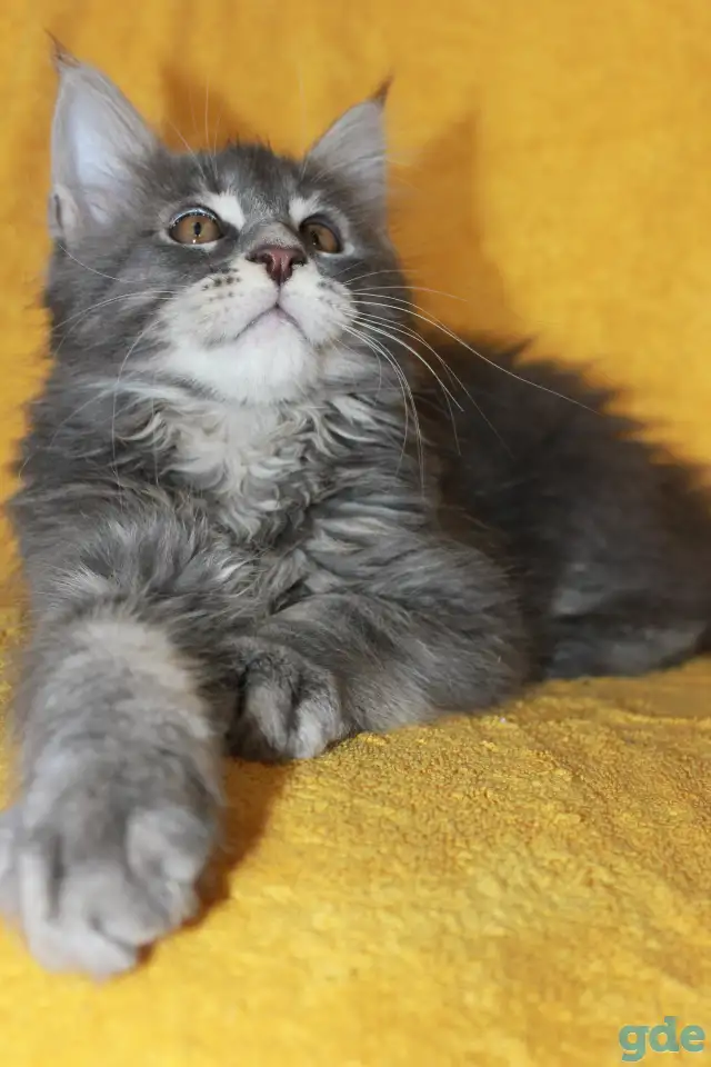 1 Котенок Мейн кун, фотография 1