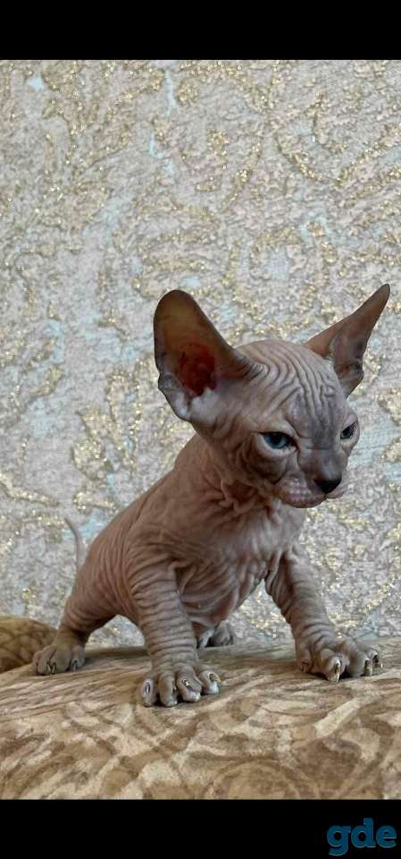 Котята канадского сфинкса, фотография 2