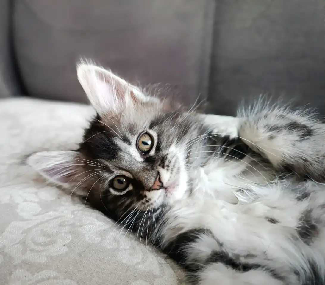 Котята Мейн-кун, фотография 2