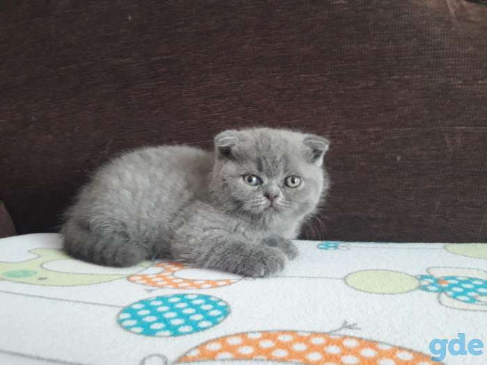 Продам котят, фотография 2