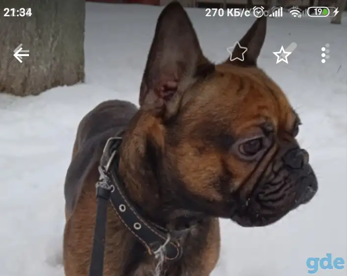 Французский бульдог, фотография 1