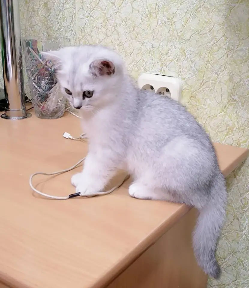 Британские котята, фотография 2