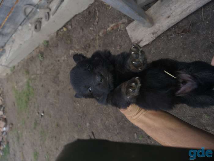 Продам Овчарок, фотография 9