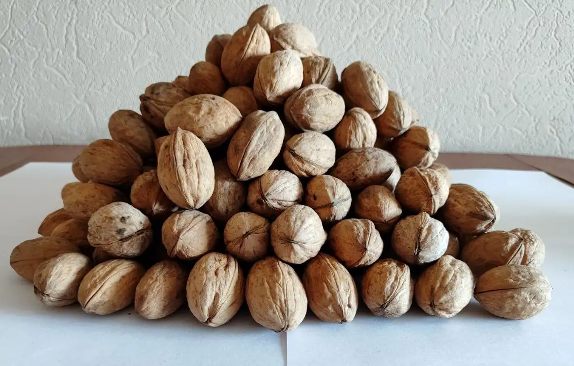 Орех грецкий крупный, фотография 1
