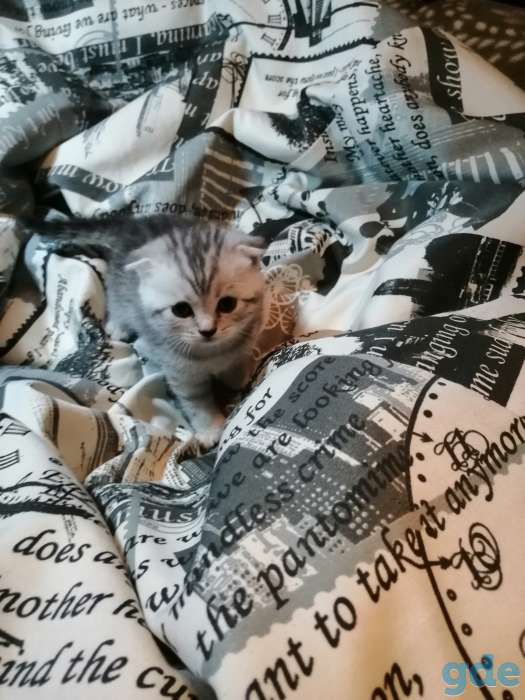 Шотландские вислоухие котята, фотография 5
