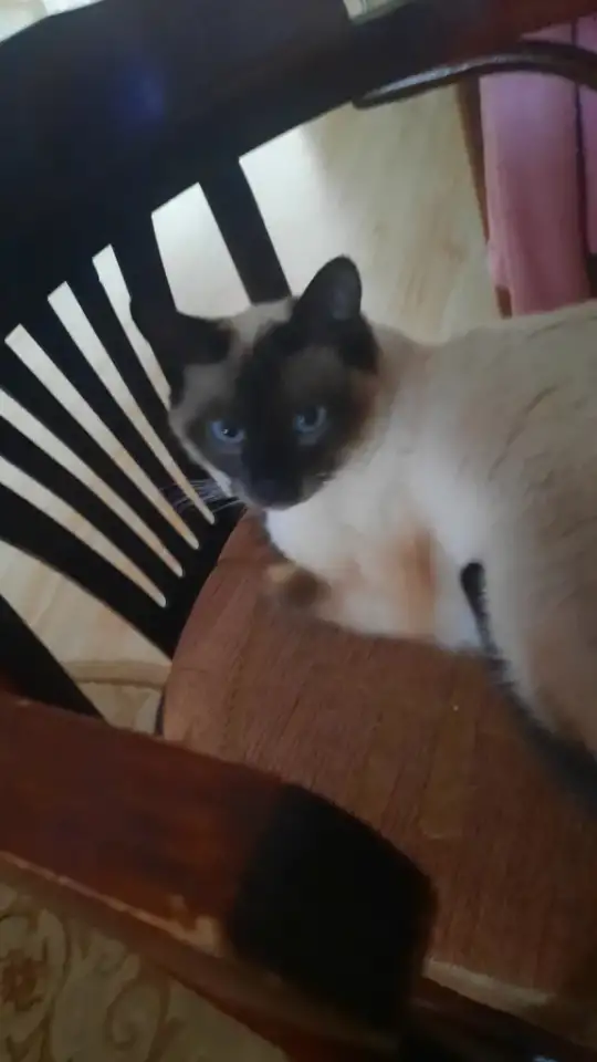 Отдам кота, фотография 1