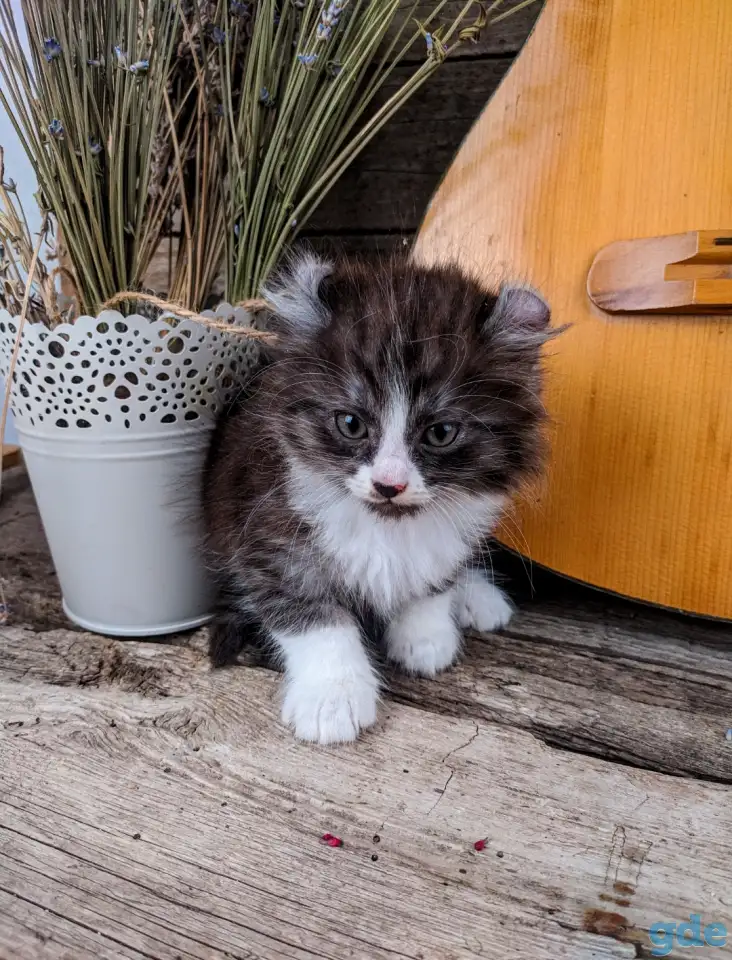 Котята Американский кёрл, фотография 1