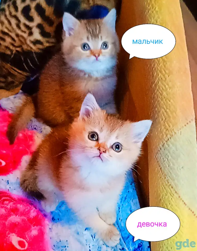 Шотландские вислоухие котята, фотография 3