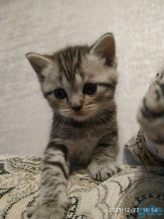 Шотландский котенок, фотография 1