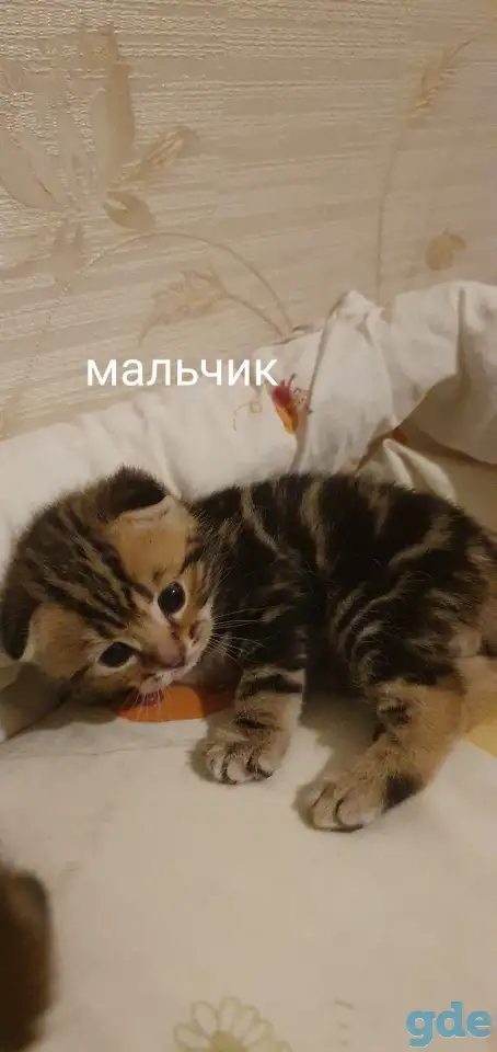 Шотландские котята, фотография 3