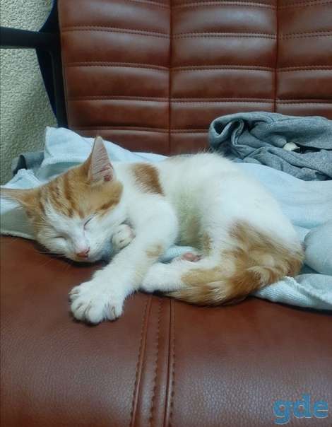Котенок ищет дом, фотография 2