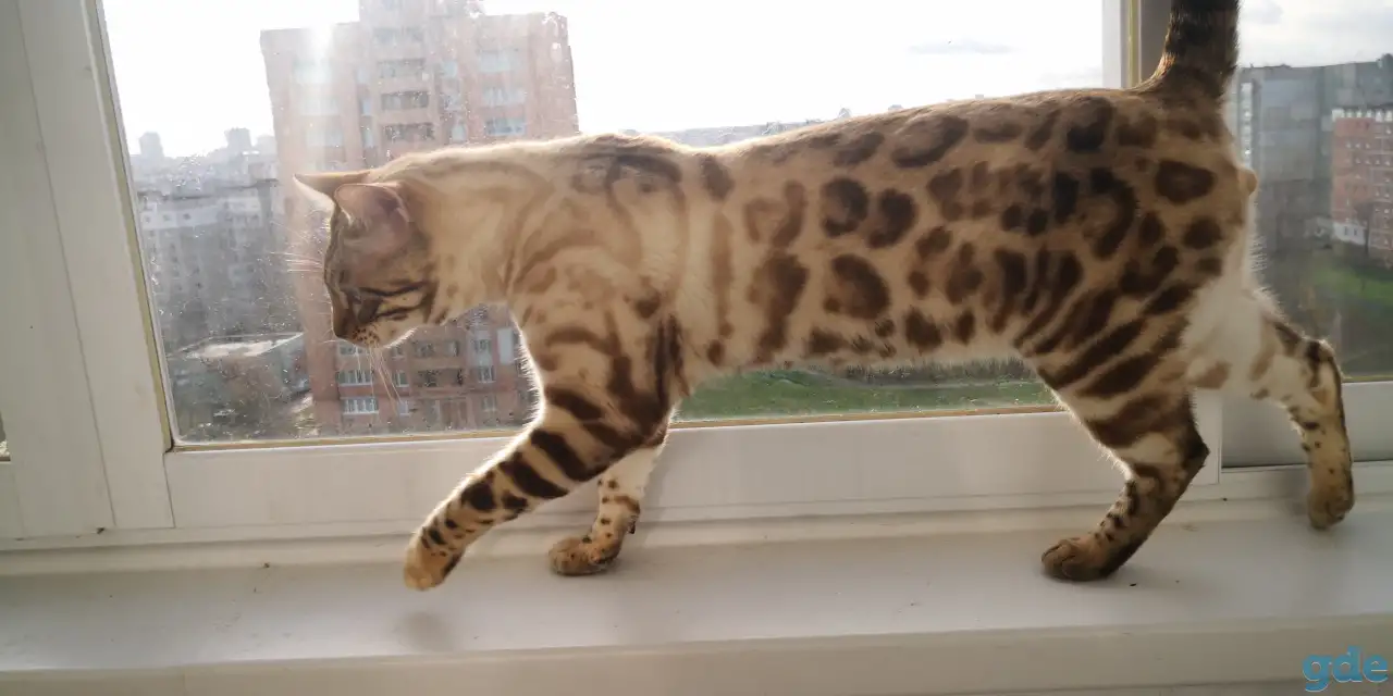 Бенгальские котята разного возраста и окраса, фотография 2