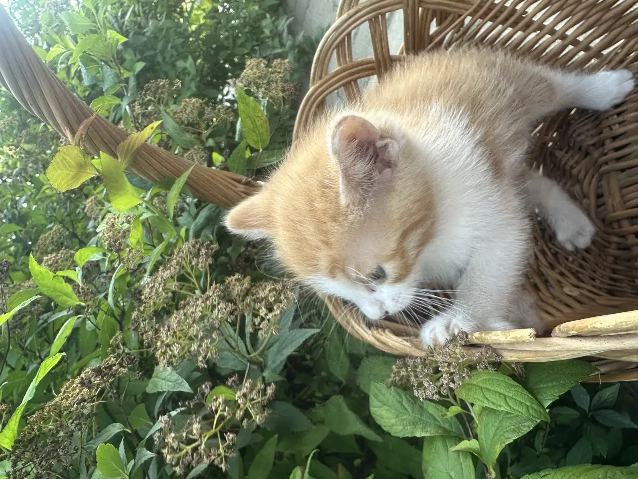 ОТДАДИМ КОТЯТ, фотография 8
