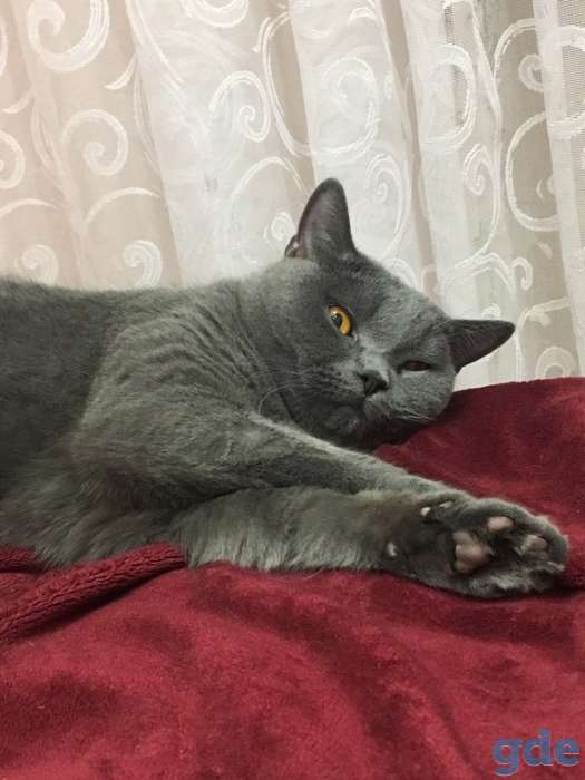 Отдам котика в хорошие руки, фотография 1