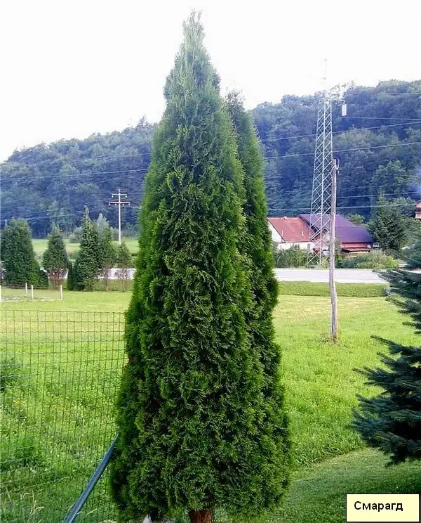 Продам декоративные растения., фотография 1