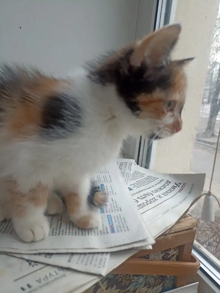 котята в дар, фотография 1