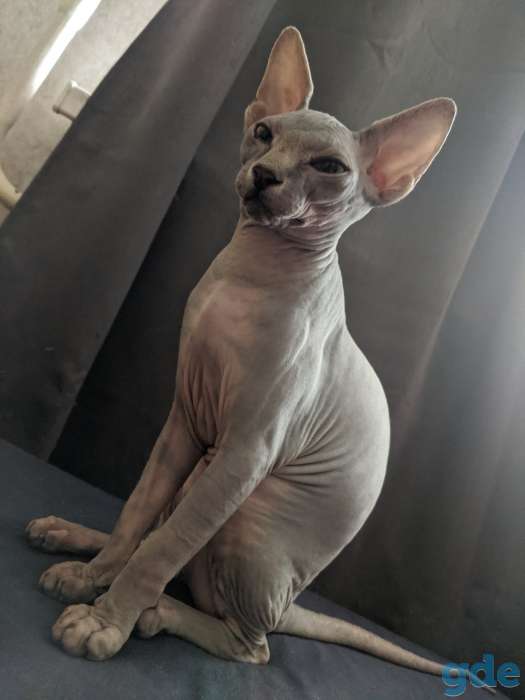 Котенок канадского сфинкса, фотография 5