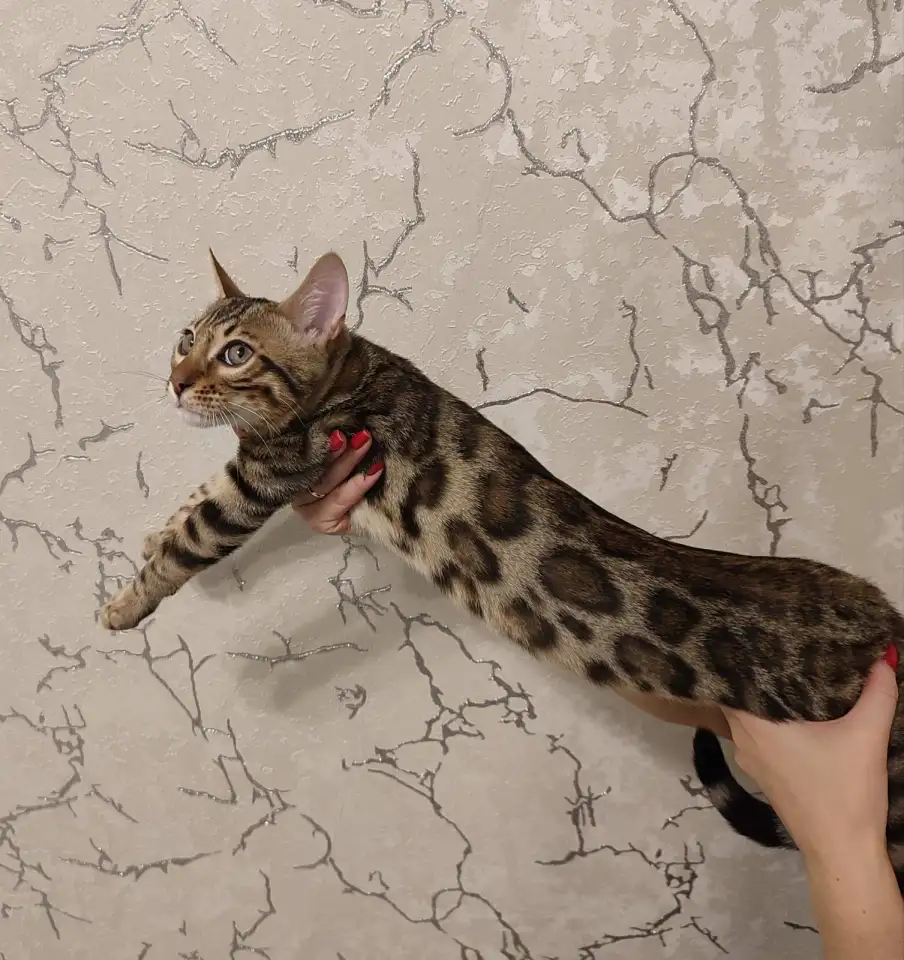 Бенгальский котенок мальчик, фотография 5