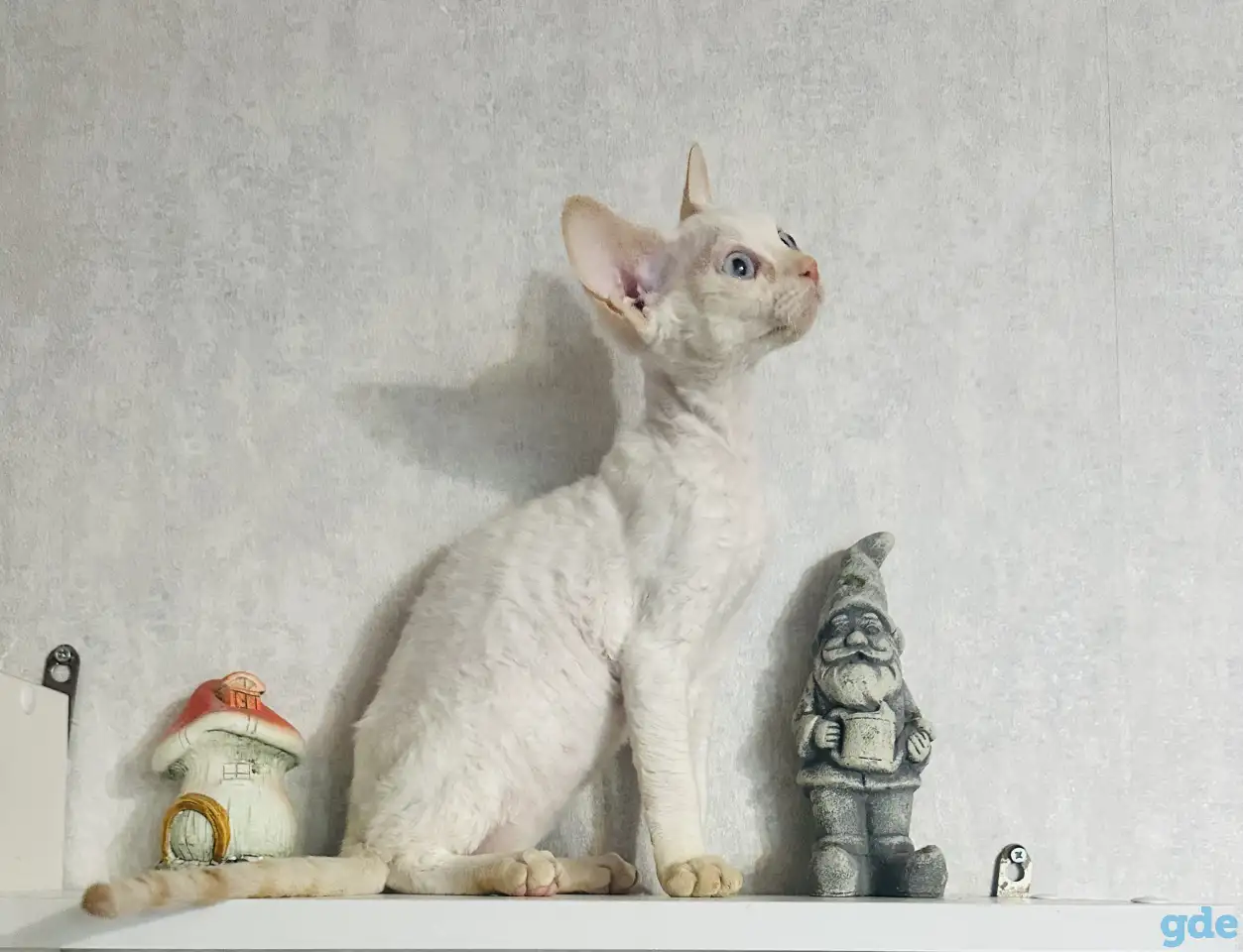 Кошка Девон рекс, фотография 3