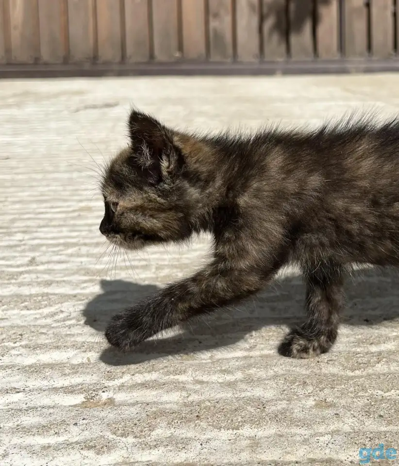 Котёнок (1 мес) в дар, фотография 6