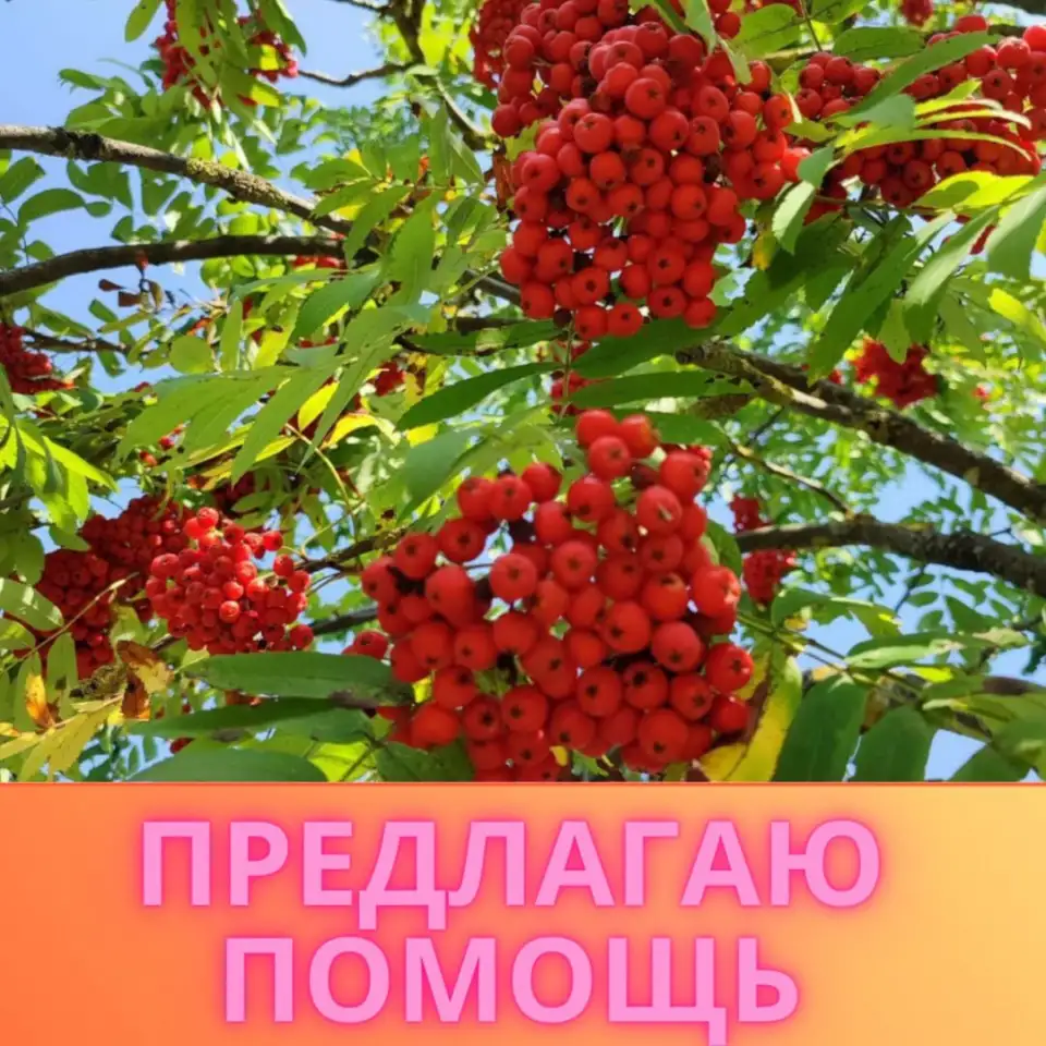 Английский язык. Репетитор. Минск, фотография 2
