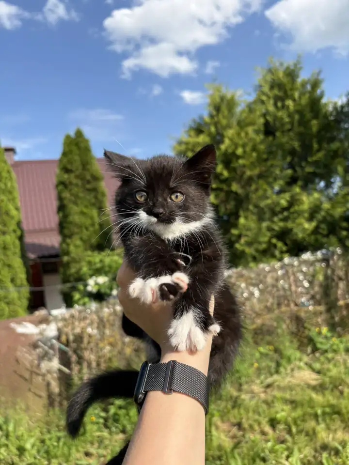 Котята в добрые руки, фотография 4