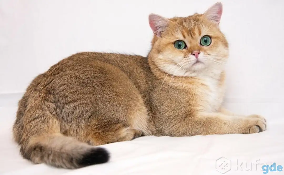 Шотландские котята голубая золотая шиншилла, фотография 8