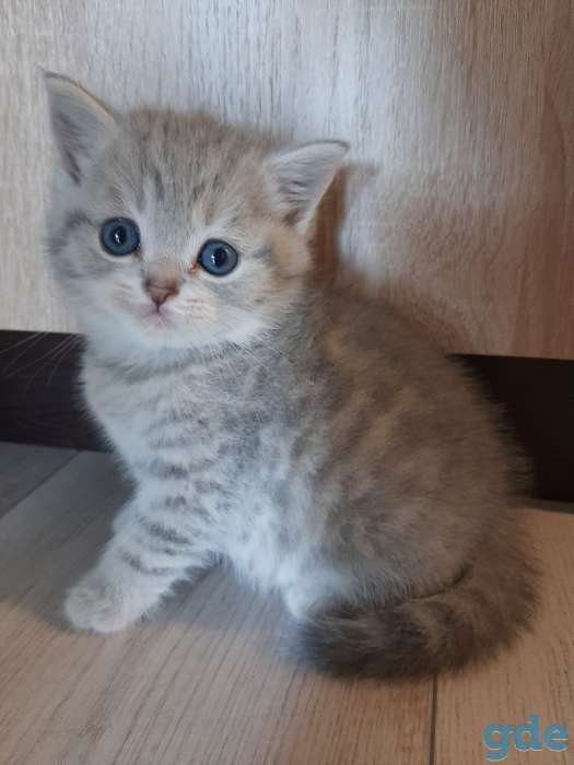 Шотландские котята, фотография 4