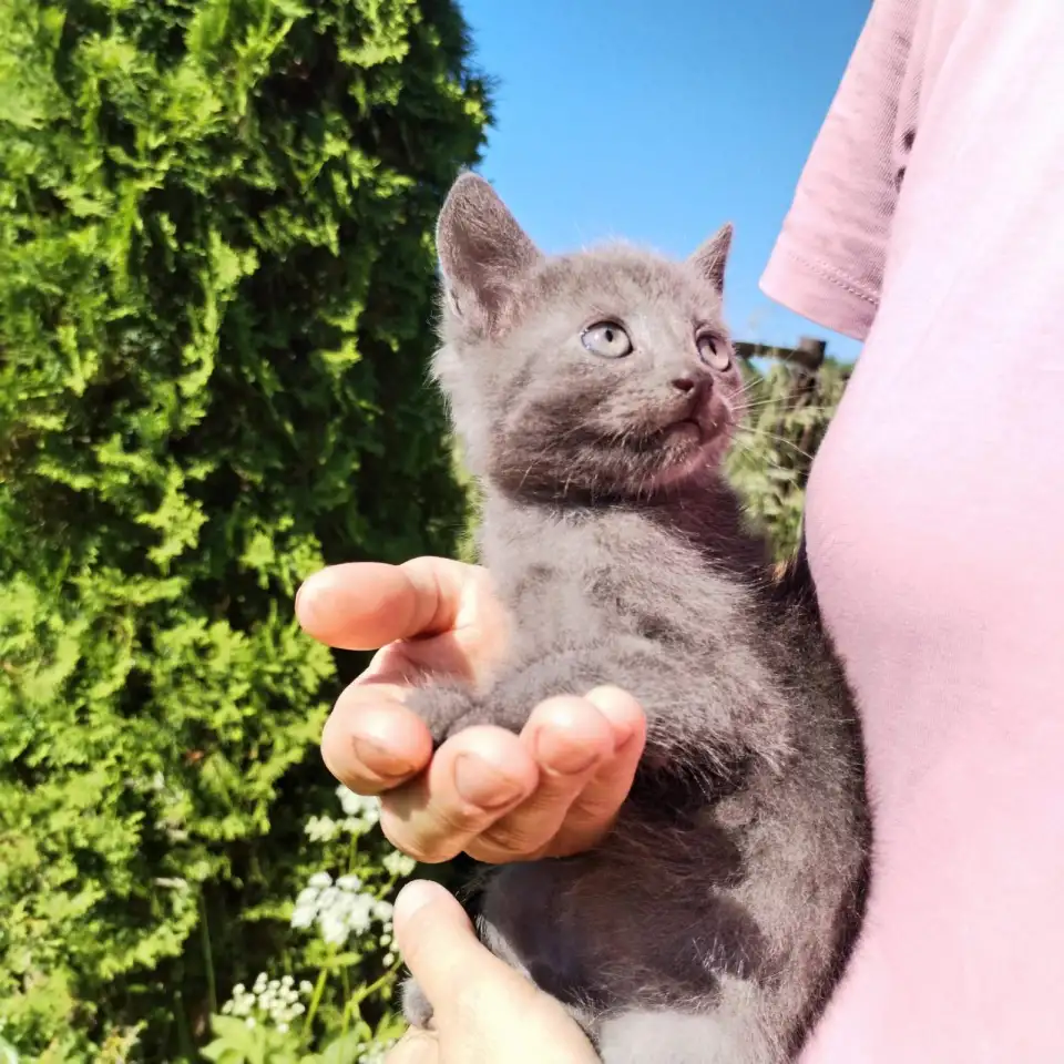 Забавные котята ищут добрые руки, фотография 11