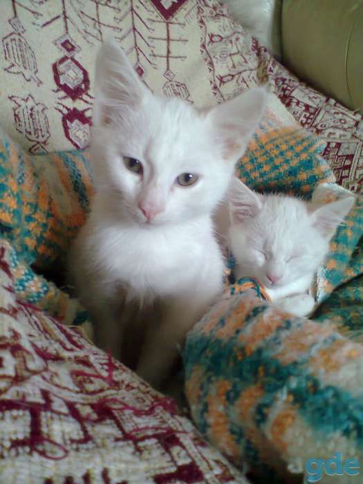 Белоснежный котенок. Отдам в дар. 2,5 месяца.МТС) Оля., фотография 7