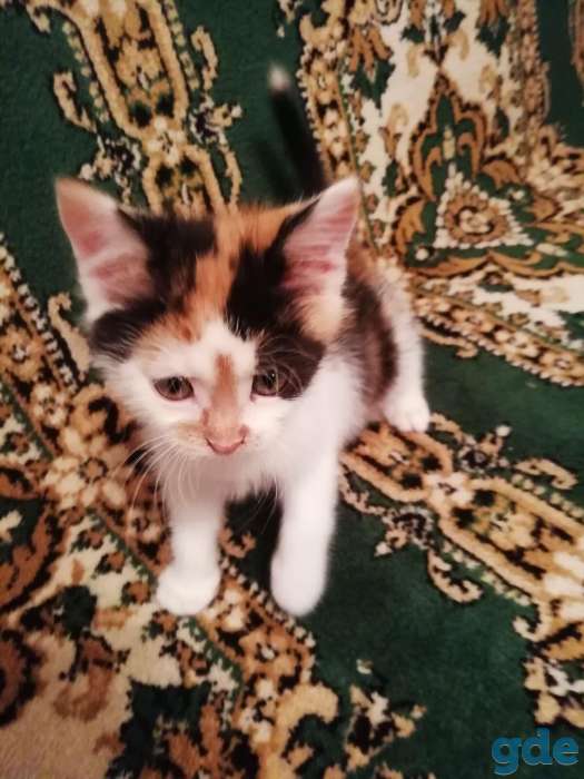 котята, фотография 1