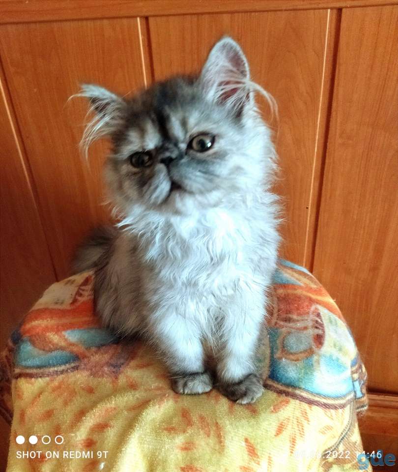 Персидские котята экстремалы чистокровные персы., фотография 9