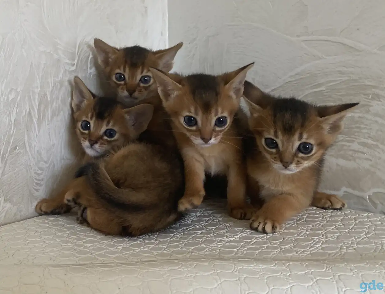 Абиссинские котята, фотография 1