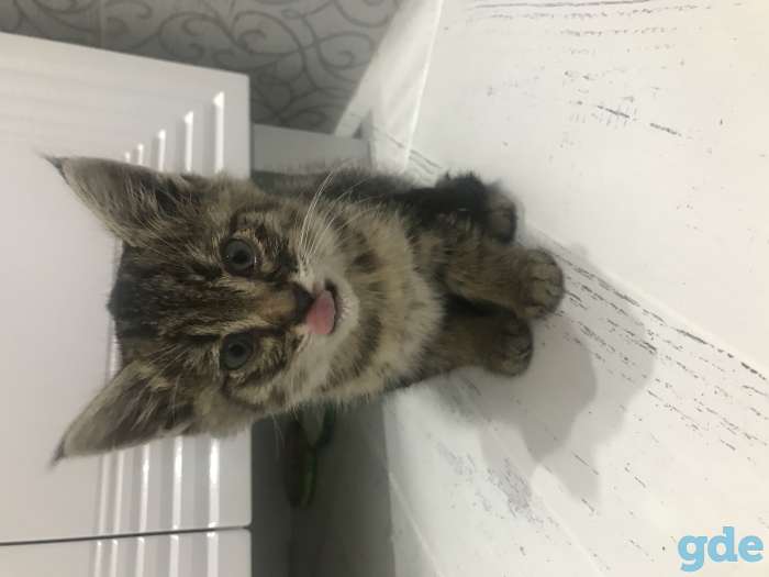 Котенок, фотография 1