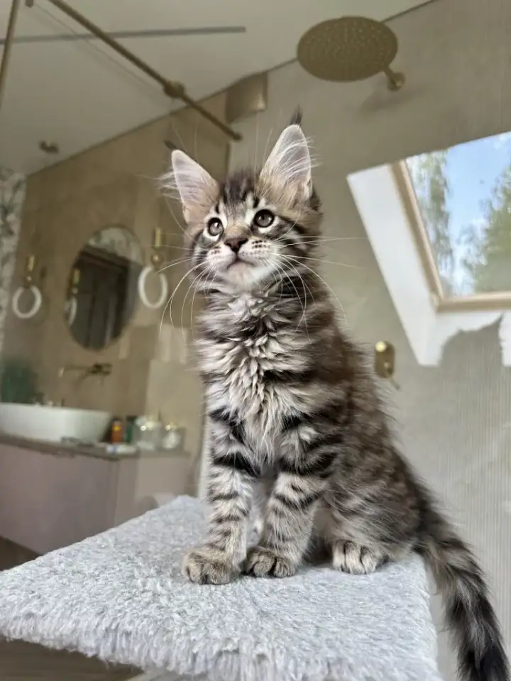 Крупный мальчик мейн-кун, фотография 2