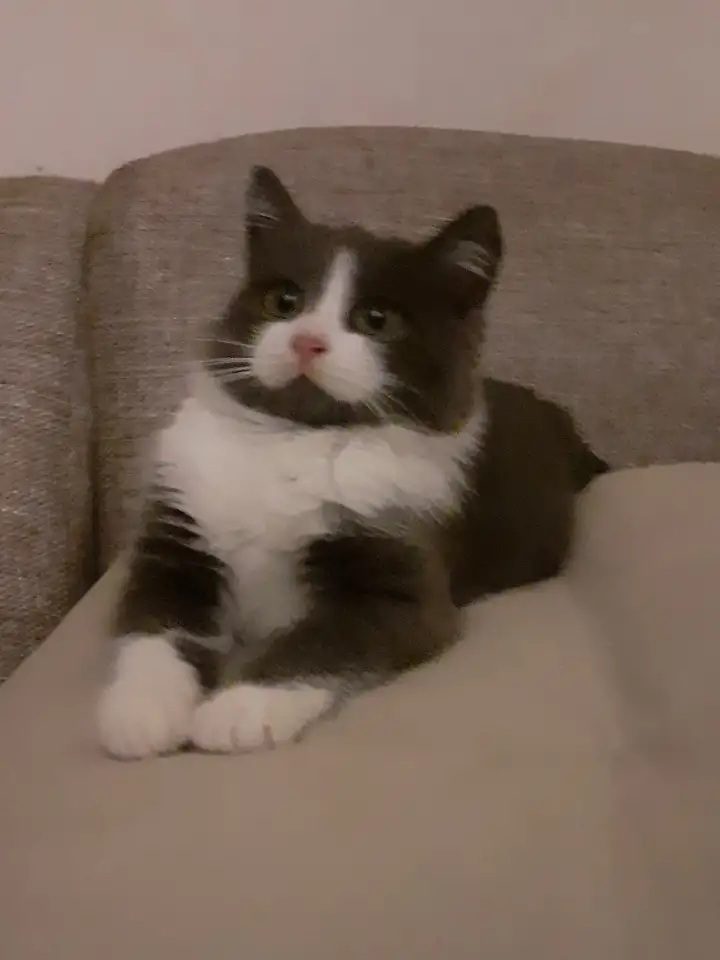 Отдам котят, фотография 1