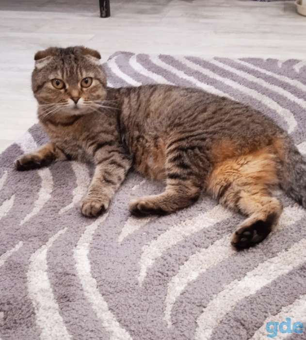 продам вислоухих котят, фотография 3