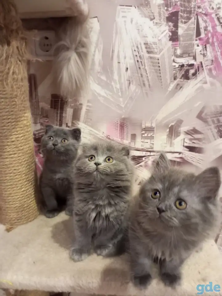 Шотландские котята, фотография 1