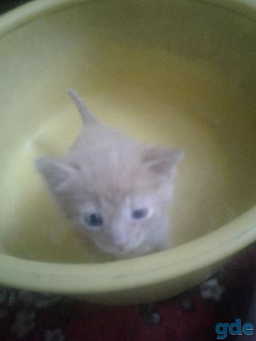 котята 1.5 месяца, фотография 2