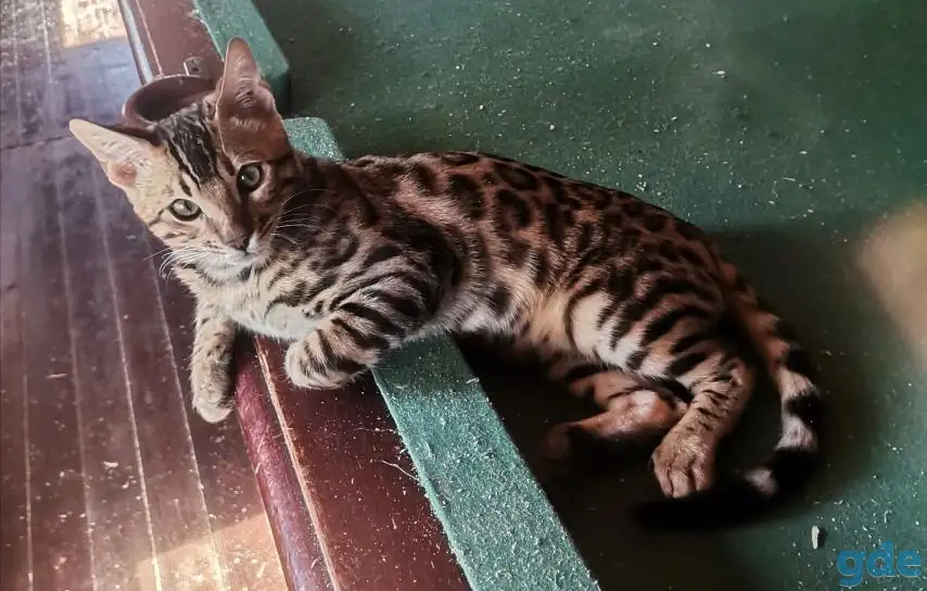 Продам бенгальского котика, фотография 9