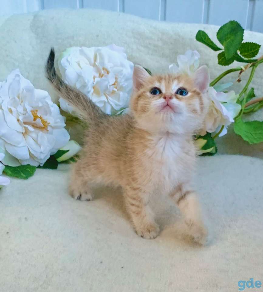 Котята шотландские ЗОЛОТАЯ ШИНШИЛЛА цена снижена!, фотография 6