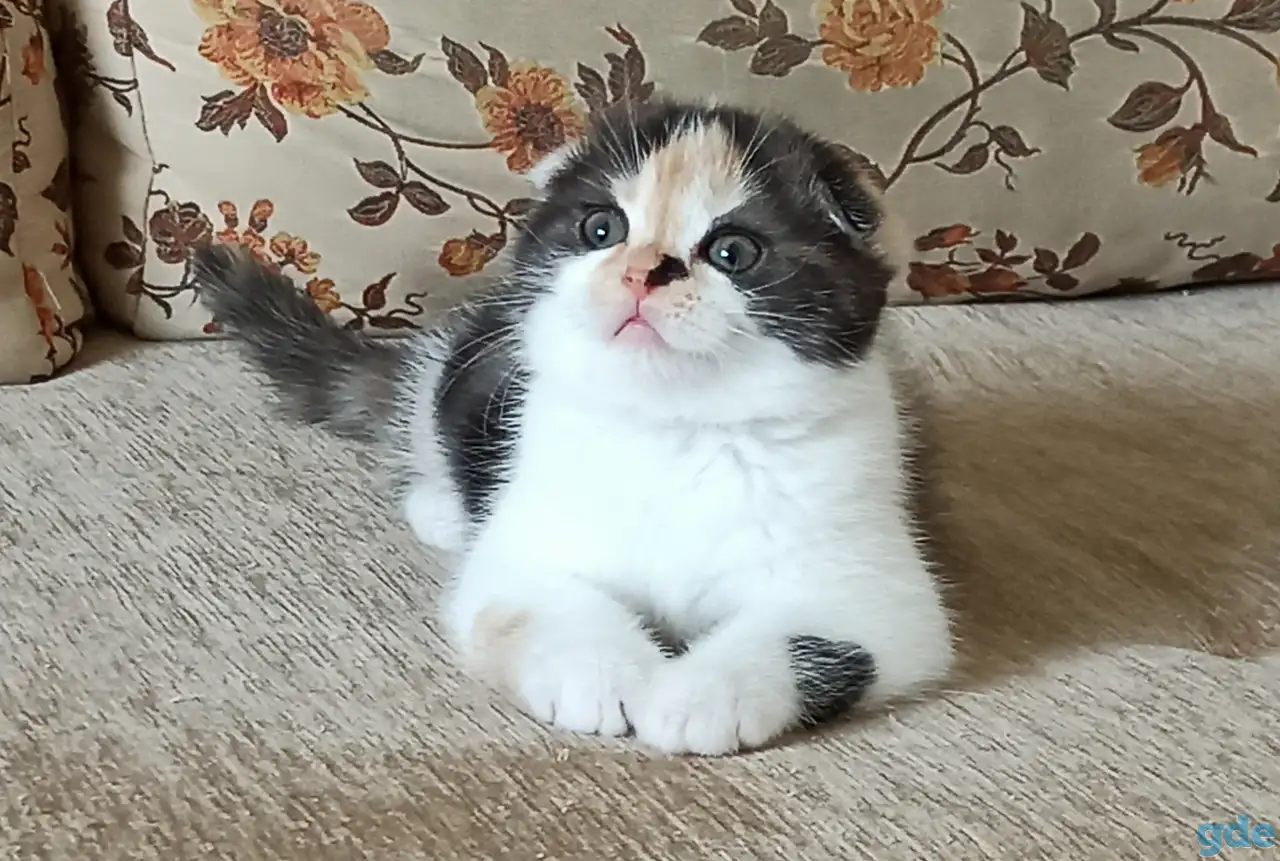 Шотландские котята яркого окраса, фотография 1