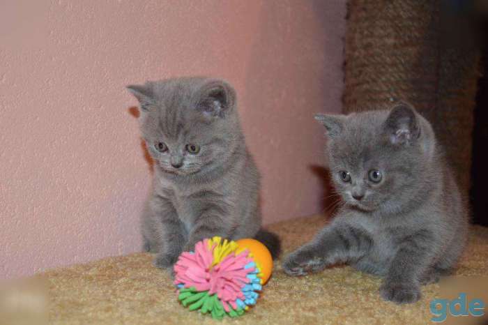 Продам британских котят, фотография 1